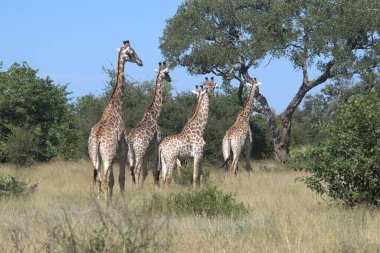 Kruger Ulusal Parkı 'nda zürafa, Güney Afrika