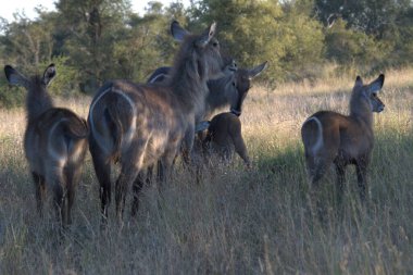 Ormandaki bir grup yabani geyiğin yakın çekimi.