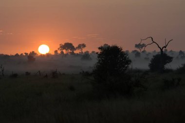 Ormanda güzel bir gün batımı