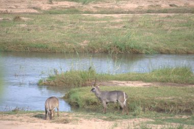 Vahşi doğadaki geyik. Parktaki vahşi geyik, ormandaki nehrin doğası..
