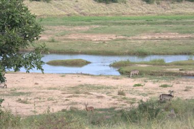 Savanadaki vahşi hayvan, Kenya