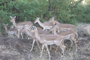 Kenya ulusal parkında İmpala antilop sürüsü