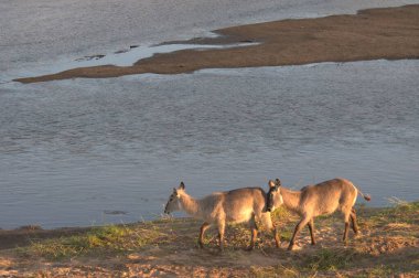 Çayırdaki vahşi at sürüsü.