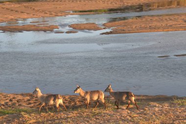 Vahşi hayvanlar, vahşi yaşam.