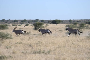 savana vahşi hayvanlar