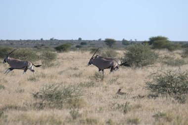 Savanadaki vahşi bir antilobun güzel bir görüntüsü.