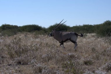 Tarlada duran erkek boğanın güzel bir görüntüsü.