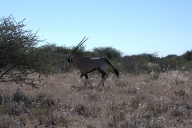 Afrika çölünde vahşi bir ceylan