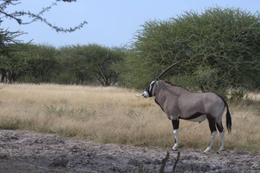 İsrail 'in güneyindeki doğa koruma alanında bir ceylan.