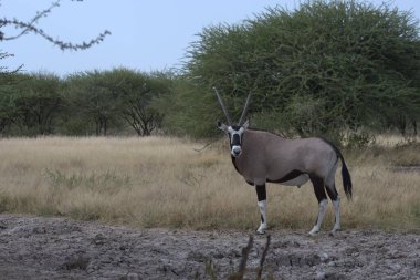Savanda beyaz bir antilobun güzel bir görüntüsü.