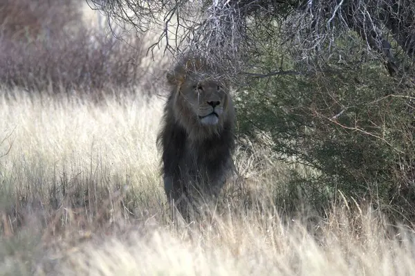 Güney Afrika 'daki Kruger Ulusal Parkı' nda aslan var.