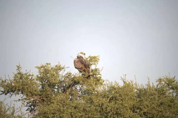 bald eagle ( haliaeetus leucocophalus ) perched in a tree