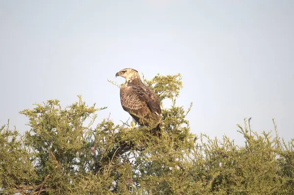 eagle bird with tree, wildlife