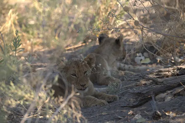 çim döşeme aslan yavrusu