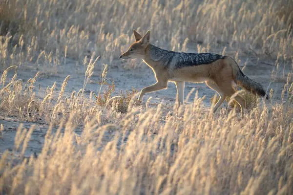 red fox walking in the sand dunes