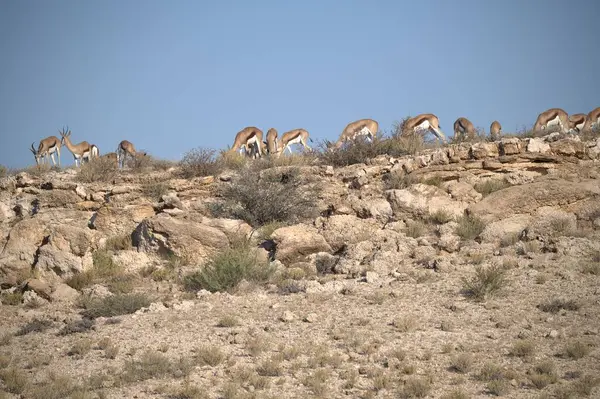 a group of wild horses in a desert