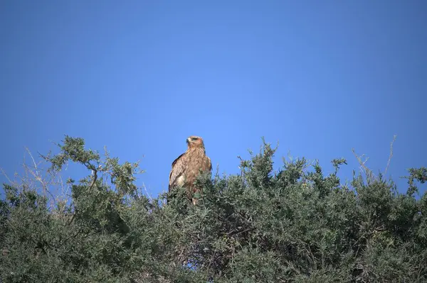 Ağaç üzerinde kartal