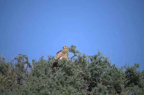 Baykuş vahşi doğada