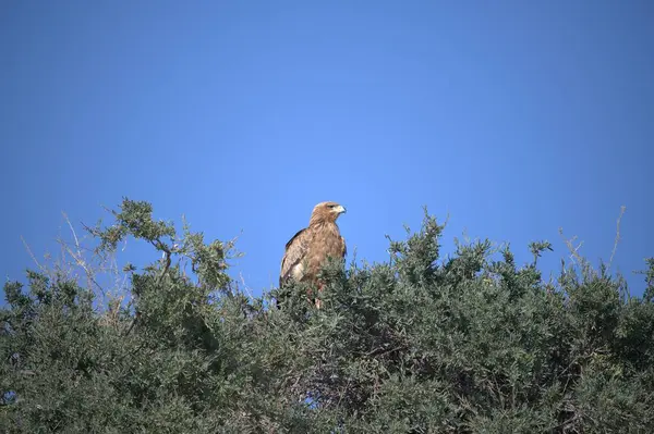 Doğadaki güzel kuşun manzarası