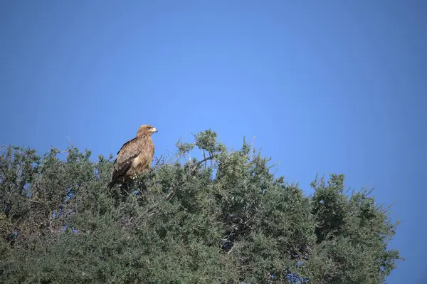 Vahşi doğada Altın Kartal
