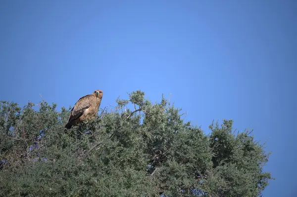 Gökyüzünde bir kartal