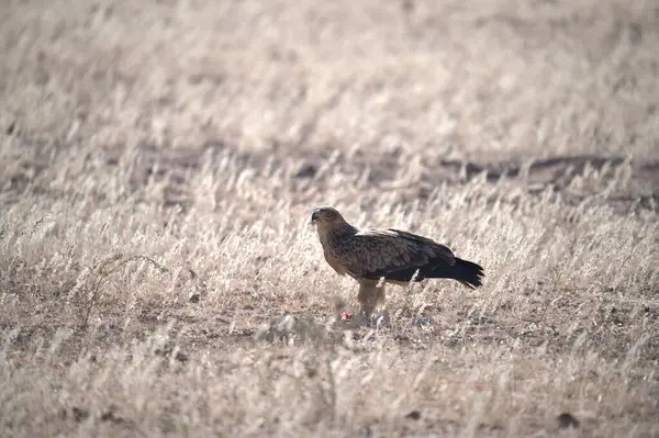 Bir kuşun yakın plan çekimi.