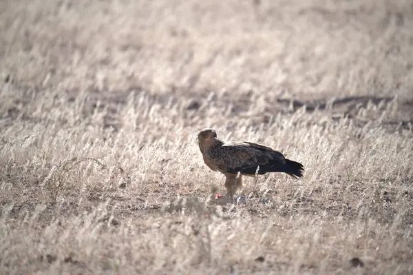 Bir kuşun yakın plan çekimi.