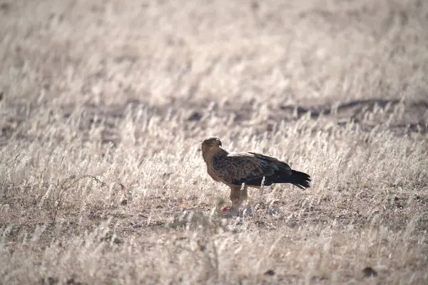 doğa üzerinde kartal