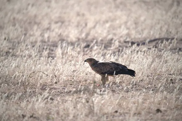 Vahşi doğada bir kuş