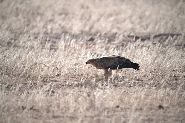 Bir kuş çimlerin üzerinde oturuyor.