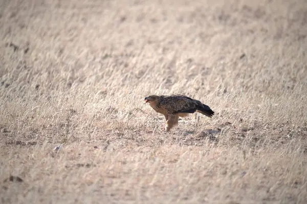 Otların arasında bir kuş