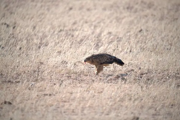 Otların arasında bir kuş