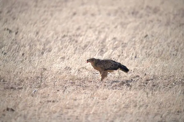 Otların arasında bir kuş