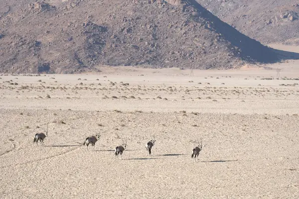 Çölde vahşi keçi sürüsü
