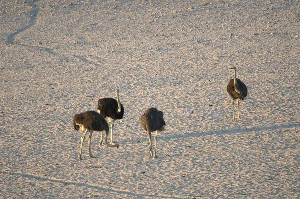 Çöldeki bir grup kuş.
