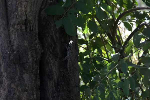 doğada ağaç gövdesi