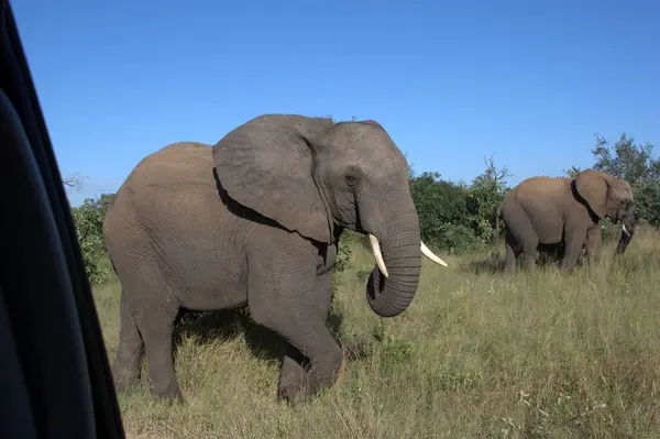 Kenya savanındaki filler