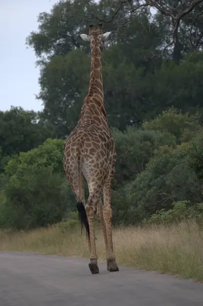 Zürafa parkta yolda yürüyor.
