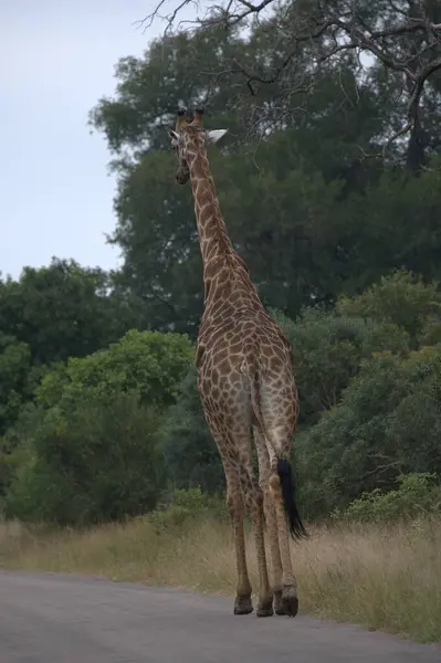 Kenya savanasında zürafa