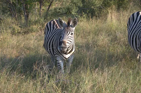 Güney Afrika 'daki Kruger Ulusal Parkı' nda beyaz zebralar.