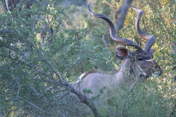 Güney Afrika savanasında bir boğa.