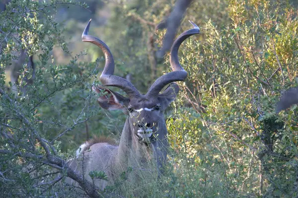 Vahşi doğada büyük bir boğa
