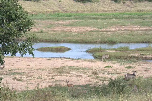 Savanadaki vahşi hayvan, Kenya