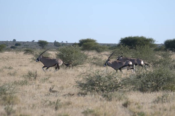 группа диких гну в саванне
