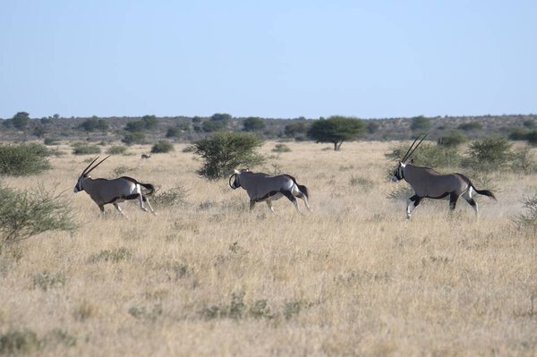 Дикие животные в саванне
