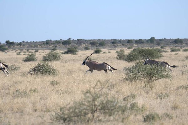 Дикие животные в саванне

