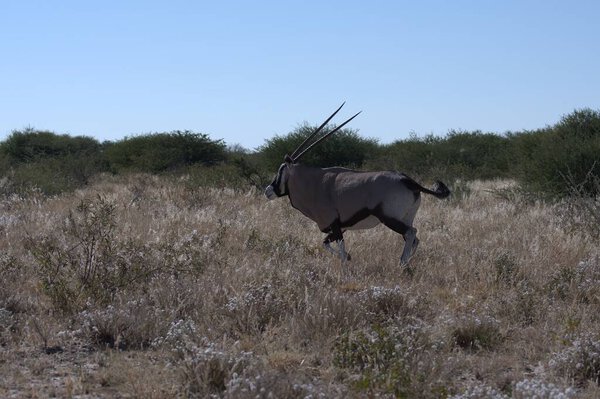 красивый снимок быка, стоящего на поле