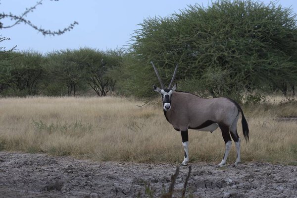 красивый снимок белой антилопы в саванне