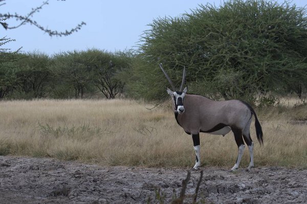 белый антилопа стоит на суше саванны в середине саванны