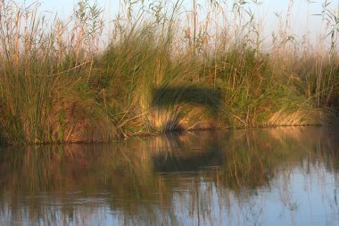 Ormanda küçük bir nehir.
